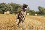 DOGUE ALLEMAND 331